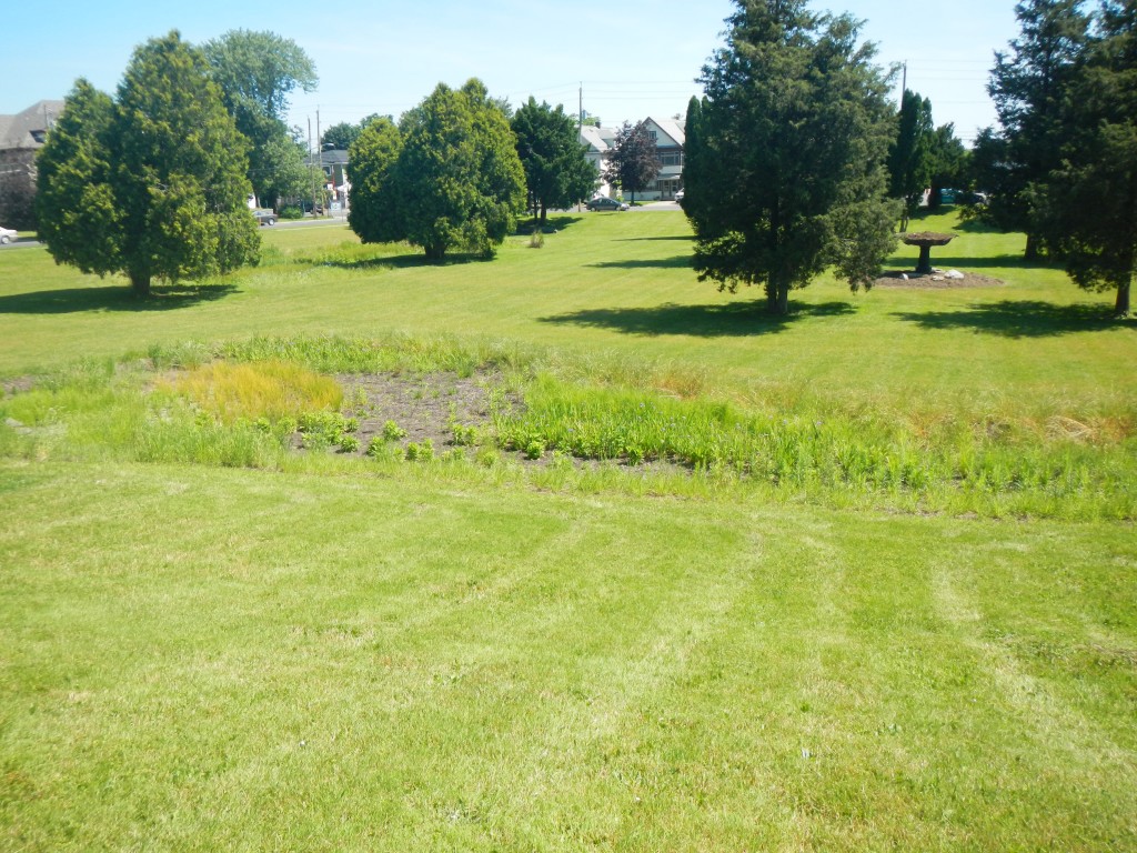 Wilbur Ave Zoo Entrance Rain Garden - June 2013