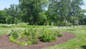 Delaware Rain Garden 20150610_113547