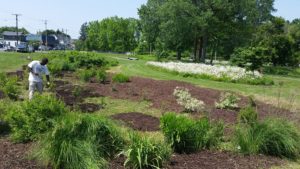 Delaware Rain Garden 20150610_113950