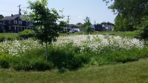 Delaware Rain Garden 20150610_114128