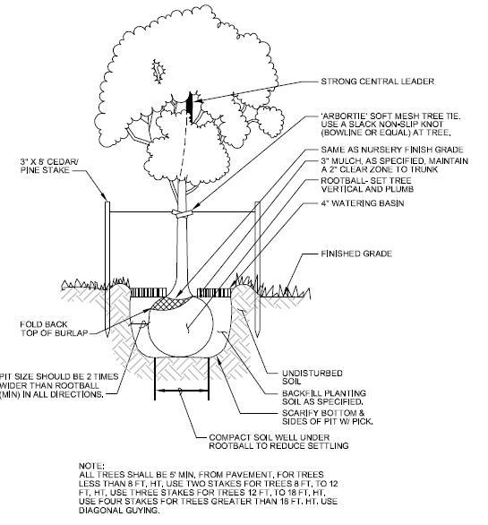 Tree Planting - Save The Rain