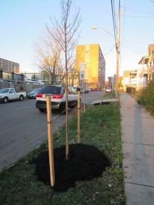 Save the Rain Tree Photo - Planted in 2012