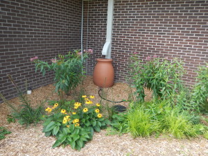 Shove Rain Garden