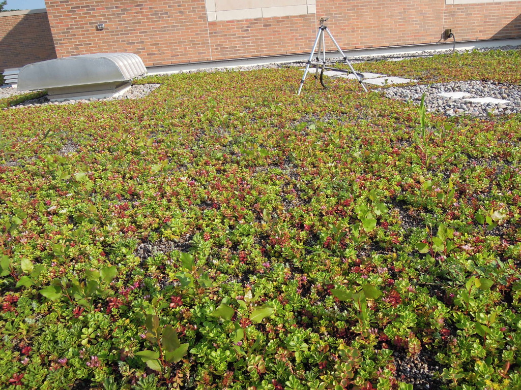 Clinton Green Roof