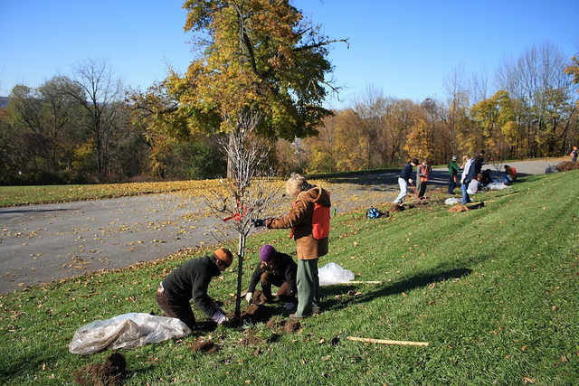 Community Tree Planting