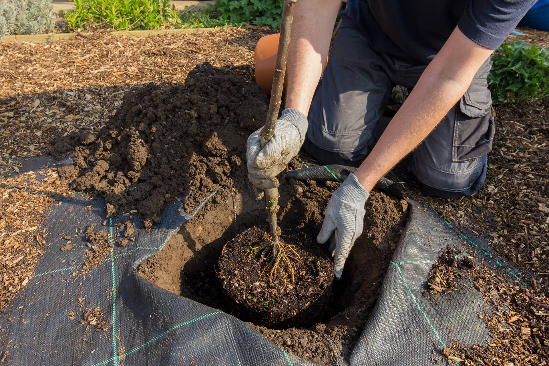 Tree Planting Programs - Save The Rain