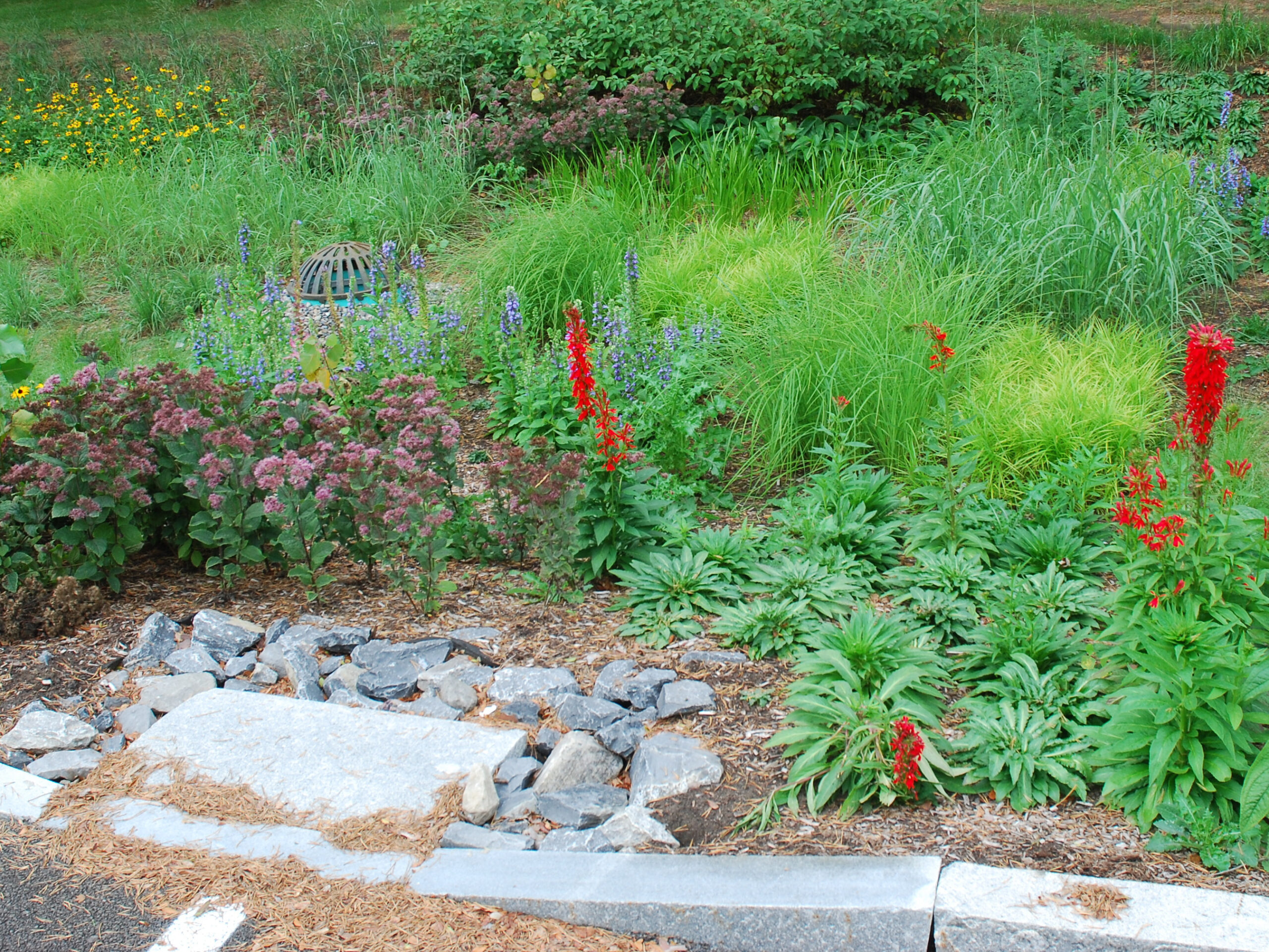 Picture of Green Infrastructure - Save The Rain